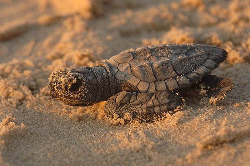 It’s officially turtle nesting season! Here are some do’s and don’ts if you stumble upon a nest this summer