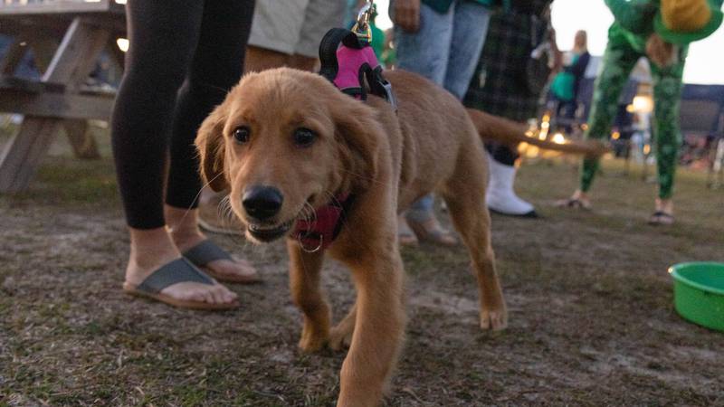 Dog Friendly Breweries in Wilmington and Beyond