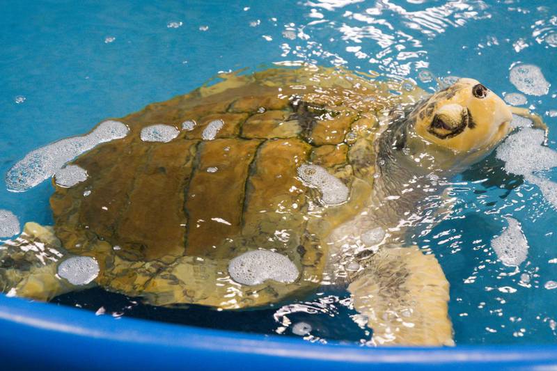 Sea Turtles: Visit Wilmington for Some Incredible Experiences