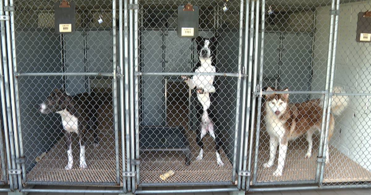 Local push to name shelter pets as the official North Carolina ‘State